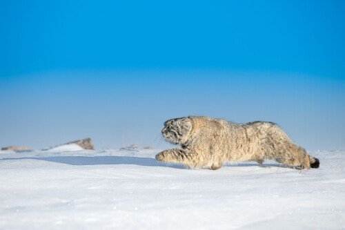 cats1 0078