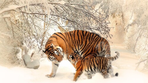 cats1 0079