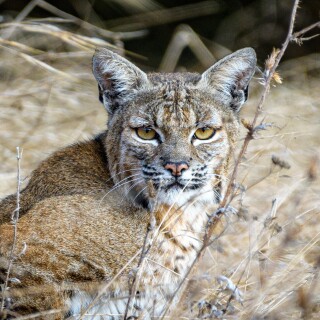 cats1_0080