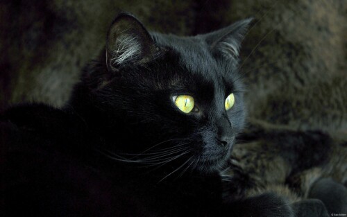 cats1 0087