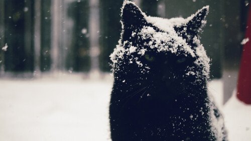 cats1 0089