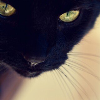 cats1_0090