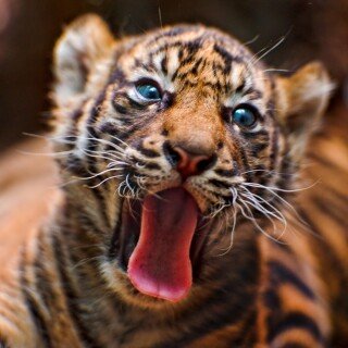 cats1_0099