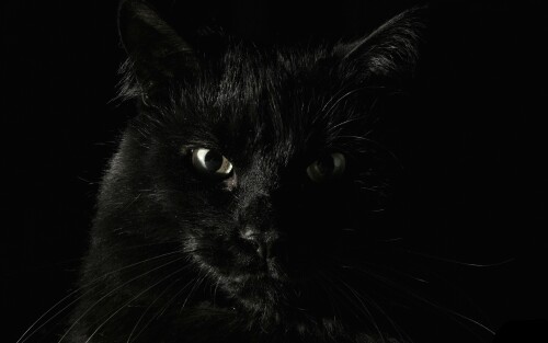 cats1 0100