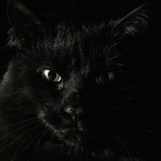 cats1_0100