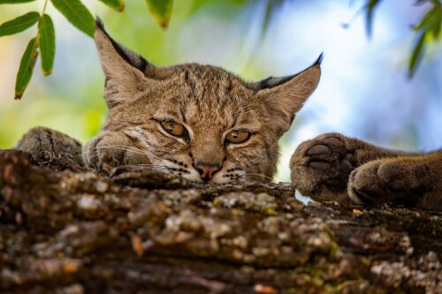 cats1_0104.jpg