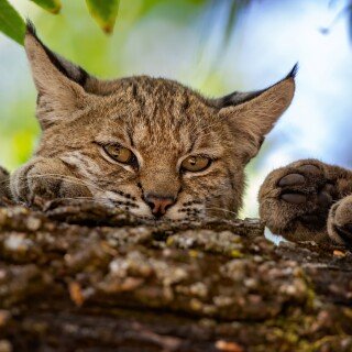 cats1_0104