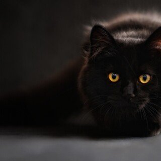 cats1_0113