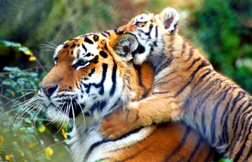 cats1_0116.jpg