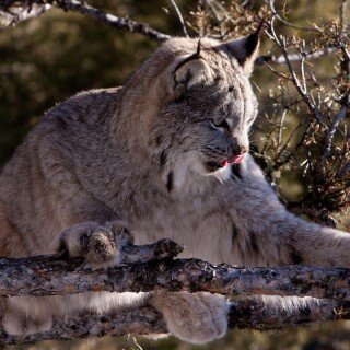 cats1_0122