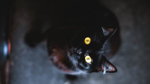 cats1 0127