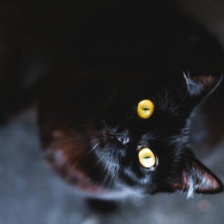 cats1_0127