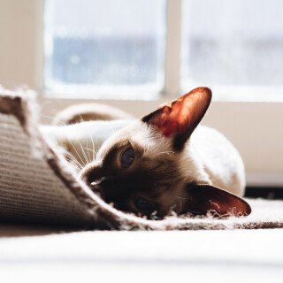cats1_0129