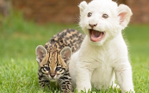 cats1 0130