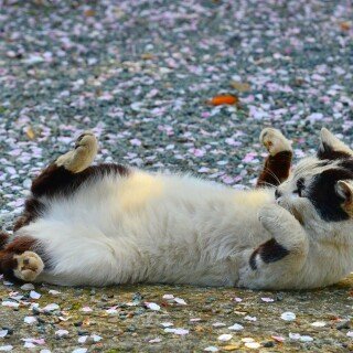cats1_0144