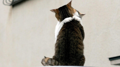 cats1 0146