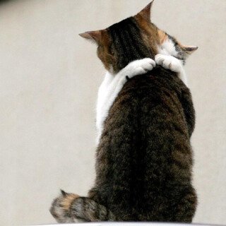 cats1_0146