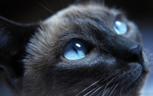 cats1 0147