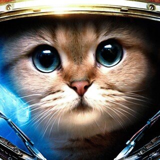 cats1_0155