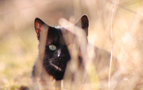 cats1 0161
