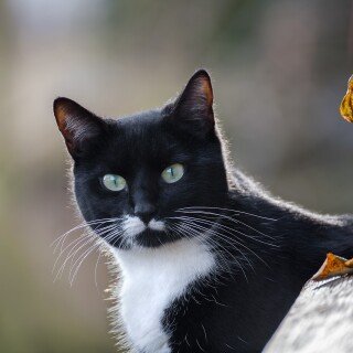 cats1_0165