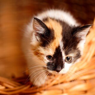 cats1_0168