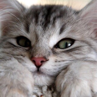 cats1_0169