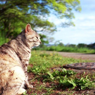 cats1_0170