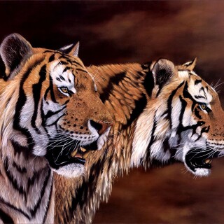 cats1_0172