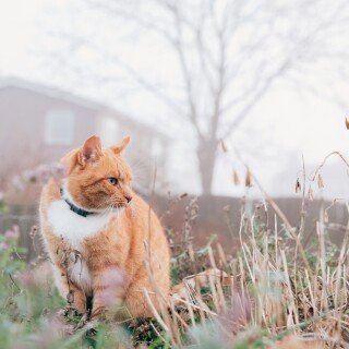 cats1_0191