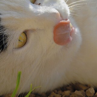 cats1_0195