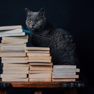cats1_0199