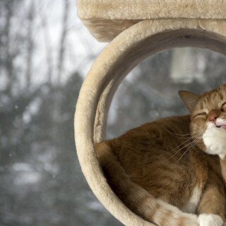 cats1_0202