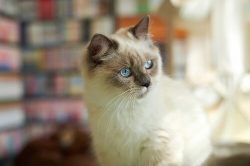 cats1 0205