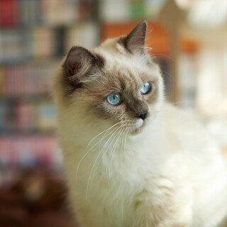 cats1_0205