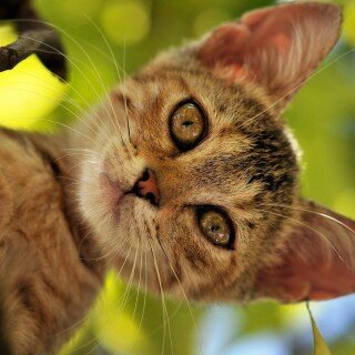 cats1_0206