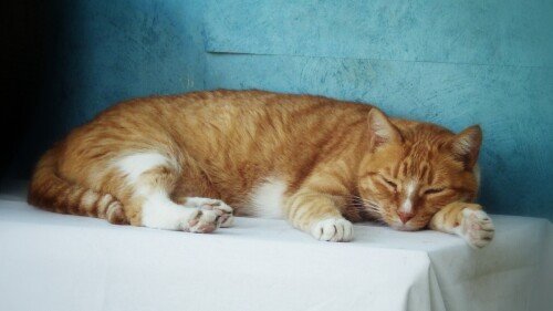 cats1 0208