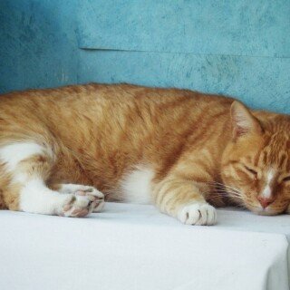 cats1_0208