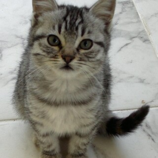 cats1_0211