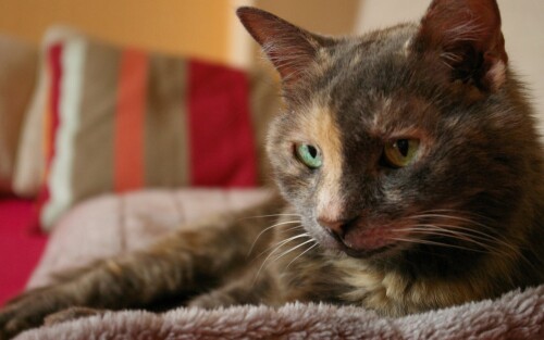 cats1 0224