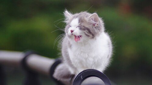 cats1 0226