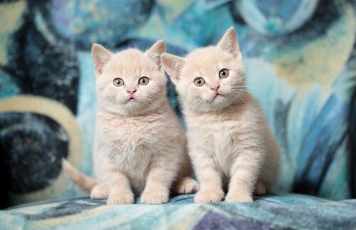 cats1 0227