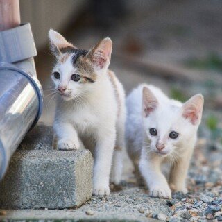 cats1_0234