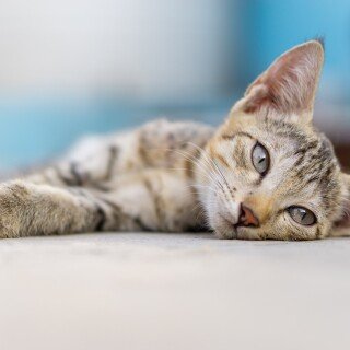 cats1_0246