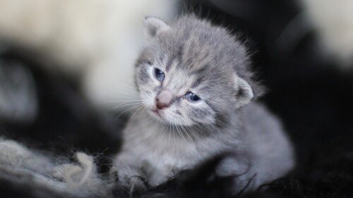 cats1 0250