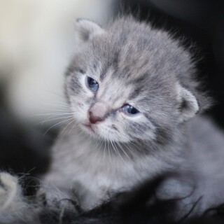 cats1_0250