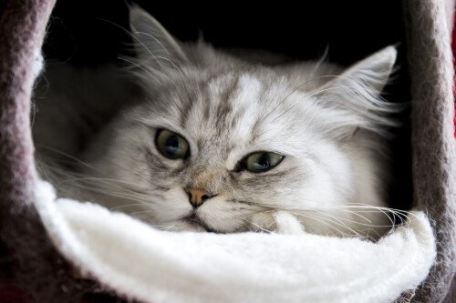 cats1 0251