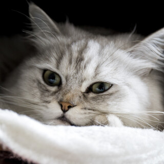 cats1_0251
