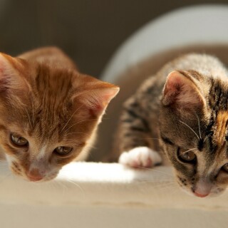 cats1_0252