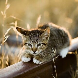 cats1_0269